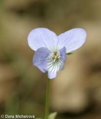 Attēlu rezultāti vaicājumam “Viola canina fruit”
