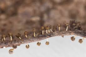 Attēlu rezultāti vaicājumam “Physarum melleum”