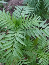 Attēlu rezultāti vaicājumam “Tagetes leaf”