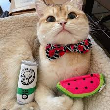 Image result for limecat
