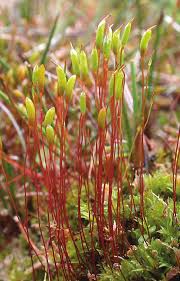 Attēlu rezultāti vaicājumam “Bryum amblyodon”
