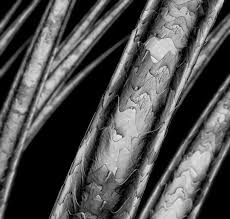 Image result for human hair microscope image