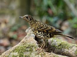 Image result for Zoothera dauma