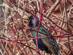Attēlu rezultāti vaicājumam “Sturnus vulgaris male”