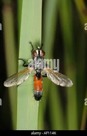 Attēlu rezultāti vaicājumam “Cylindromyia sp.”