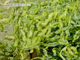 Attēlu rezultāti vaicājumam “Enteromorpha sp.”