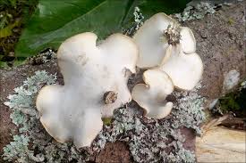 Attēlu rezultāti vaicājumam “Polyporus varius”