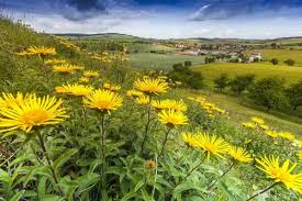 Image result for Inula hirta