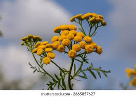 Attēlu rezultāti vaicājumam “Tanacetum vulgare”