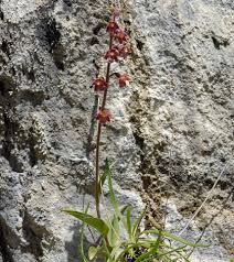 Attēlu rezultāti vaicājumam “Epipactis atrorubens flower”