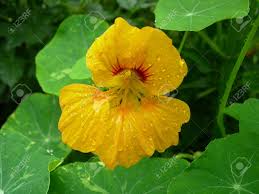 Attēlu rezultāti vaicājumam “Tropaeolaceae”