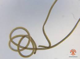 Attēlu rezultāti vaicājumam “Gordius aquaticus”