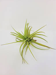 Image result for tillandsia umbellata
