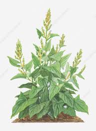 Attēlu rezultāti vaicājumam “Chenopodium bonus-henricus leaf”