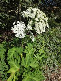 Attēlu rezultāti vaicājumam “Heracleum”
