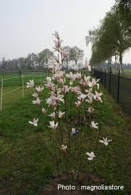 Attēlu rezultāti vaicājumam “Magnolia cylindrica”
