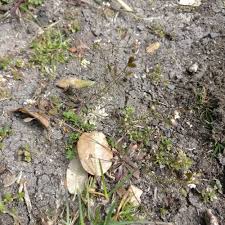 Attēlu rezultāti vaicājumam “Erophila verna fruit”