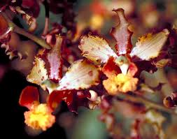 Attēlu rezultāti vaicājumam “Craterium aureum stalked”