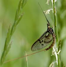 Attēlu rezultāti vaicājumam “Ephemera vulgata”