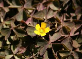 Attēlu rezultāti vaicājumam “Oxalis corniculata fruit”