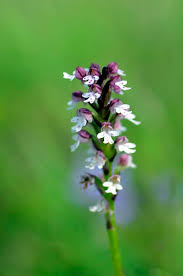 Attēlu rezultāti vaicājumam “Orchis ustulata”