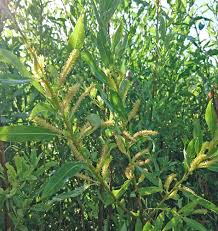 Attēlu rezultāti vaicājumam “Salix triandra fruit”
