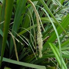 Attēlu rezultāti vaicājumam “Carex acutiformis flower”