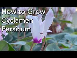 Image result for Cyclamen persicum