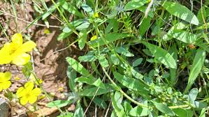 Attēlu rezultāti vaicājumam “Helianthemum nummularium leaf”