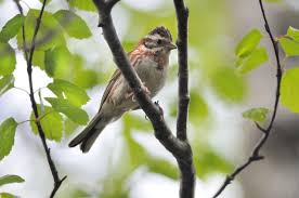 Image result for Emberiza rustica