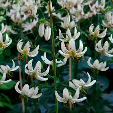 Image result for Lilium martagon Alba