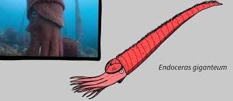 Attēlu rezultāti vaicājumam “Endoceras”