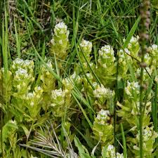 Attēlu rezultāti vaicājumam “Trichia ambigua”