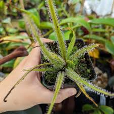 Image result for Drosera