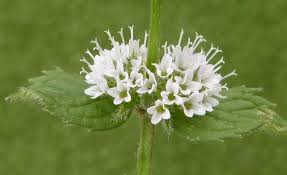 Attēlu rezultāti vaicājumam “Mentha arvensis flower”