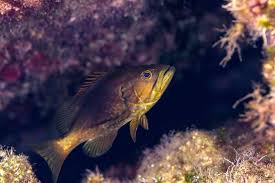 Image result for Mycteroperca rubra