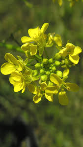 Attēlu rezultāti vaicājumam “Bunias orientalis flower”