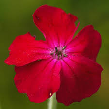 Image result for Lychnis coronaria