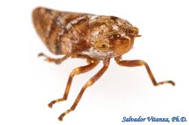 Attēlu rezultāti vaicājumam “Aphrophoridae”