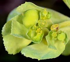 Attēlu rezultāti vaicājumam “Euphorbia helioscopia leaf”