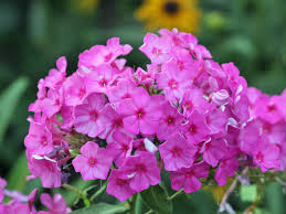 Image result for Phlox (großblumig)