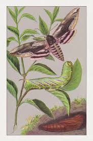 Attēlu rezultāti vaicājumam “Sphinx ligustri”