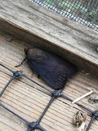 Attēlu rezultāti vaicājumam “Amphipyra livida”