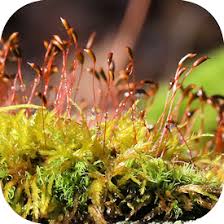 Attēlu rezultāti vaicājumam “Callicladium haldanianum sporophyte”