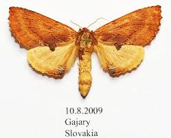 Attēlu rezultāti vaicājumam “Ptilodon capucina imago”