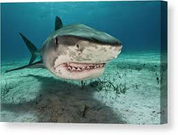 Image result for Galeocerdo cuvier