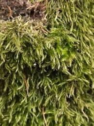 Attēlu rezultāti vaicājumam “Sciuro-hypnum reflexum sporophyte”