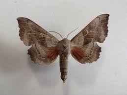 Attēlu rezultāti vaicājumam “Laothoe populi”