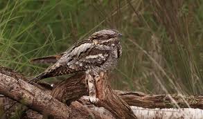 Attēlu rezultāti vaicājumam “Caprimulgus europaeus”