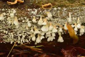 Attēlu rezultāti vaicājumam “Plicaturopsis crispa”